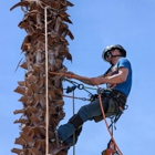 A1 All American Tree Service
