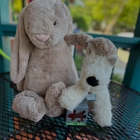 Dancing Bear Toys