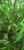 Little Edan Bamboo - Nursery & Garden Supplies Wholesale