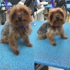 Curls & pups mobile dog grooming gallery