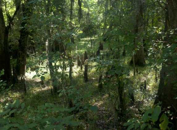 Lettuce Lake Regional Park - Tampa, FL