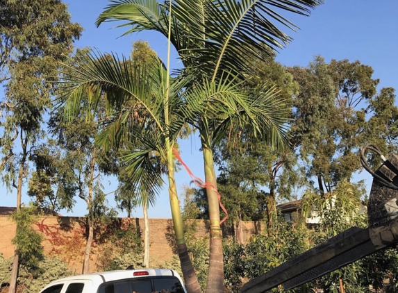 Adolfo Tree Service - Houston, TX. Palm planting and trimming from adolfo’s tree service 