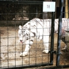 Forever Wild Exotic Animal Sanctuary gallery
