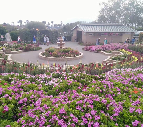 The Flower Fields at Carlsbad Ranch - Carlsbad, CA