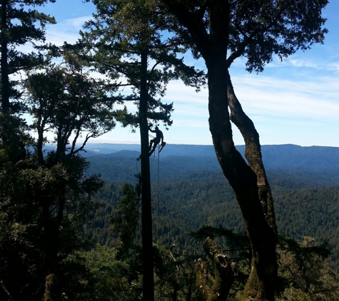 Francisco's full tree service - san jose, CA. Before