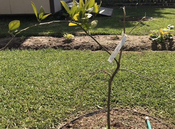 Johnny Becnels Produce - Belle Chasse, LA. Hi, we purchased this satsuma tree last year. All but 1 of the branches survived the winter. Is there anything we can do to save it, or should we just remove it & buy a new one? Your help is requested... lizzhensley@gmail.com Thank You