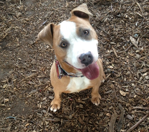 Berkeley Animal Care SVC-Pound - Berkeley, CA