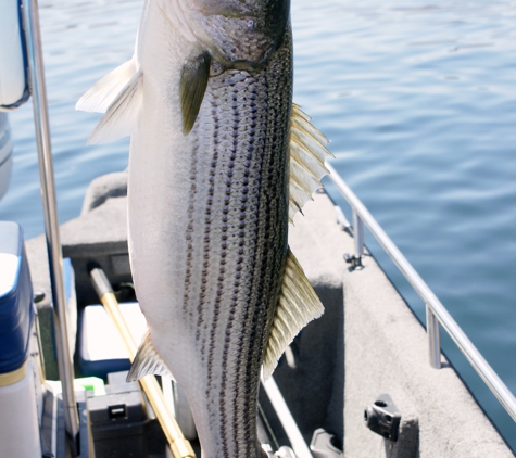 Las Vegas Fishing Tours - Las Vegas, NV. Las Vegas Fishing Tours - Lake Mead - Las Vegas Fishing