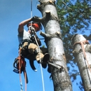 Tall Timbers Tree Service - Tree Service