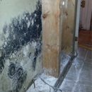 Bella Mold Removal - Mold Remediation
