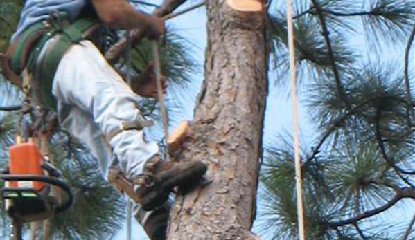 David Moody's Stump Grinding & Tree Service - Deatsville, AL