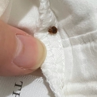 Affordable Bed Bug Exterminators