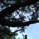 K&R Tree Services