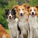 Casey Veterinary Service - Veterinary Clinics & Hospitals