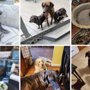 Sofia's Dog Boarding Services - Hostels