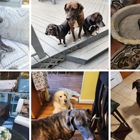 Sofia's Dog Boarding Services