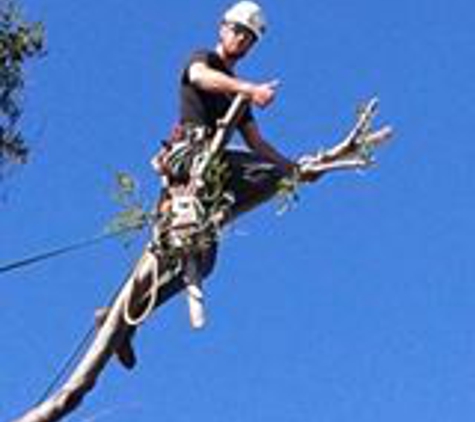 Monster Tree Service of North Dallas - Aubrey, TX