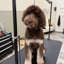 Chow Bella - Pet Training