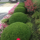 Samy Gody Tree Service & Landscaping - Tree Service