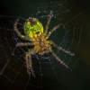 JFW Pest Control gallery