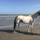 Galveston Island Horse and Pony Rides