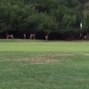 Harding Golf Course gallery