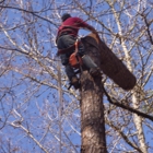 Alabama Georgia Tree Service