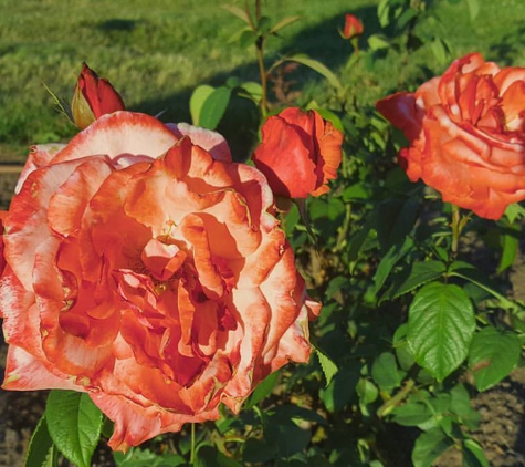 Maplewood Rose Garden - Rochester, NY