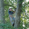 Gray's Tree Service gallery