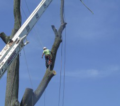 Avery Tree Service - West Long Branch, NJ