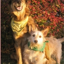 Positive Pet Care LLC - Pet Services