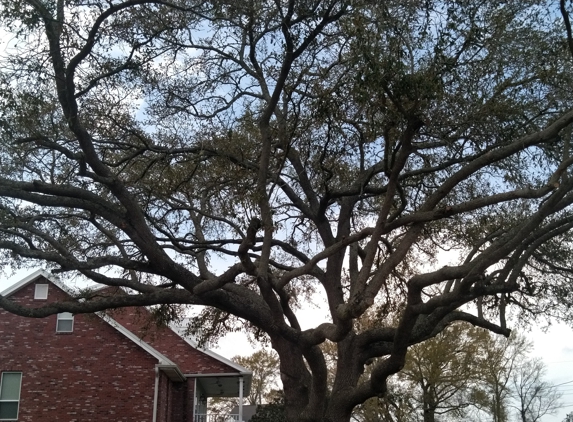 Bryer Tree Service - Prairieville, LA. My Tree!! Great trim. This is the way I wanted it.