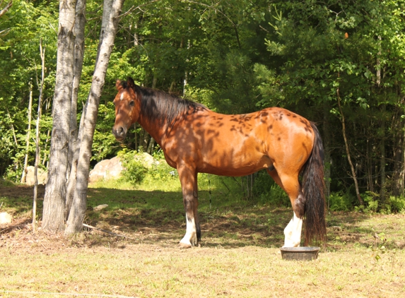 Under Mountain Farm - South Londonderry, VT