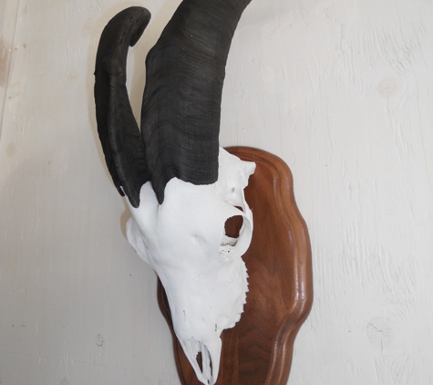 Wingrove Taxidermy - Campbell, CA