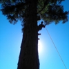 Francisco's full tree service gallery