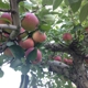 Goold Orchards