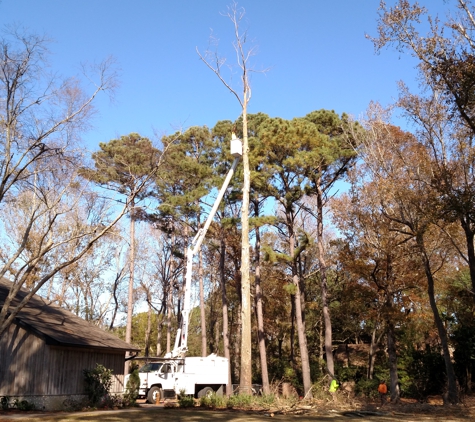 Palmetto Tree Service - Mount Pleasant, SC