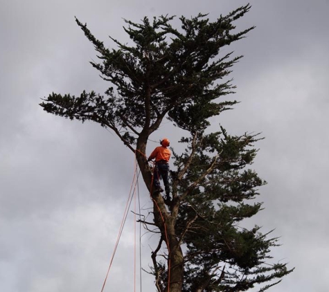 Meander Valley Tree Services - Deloraine, TAS