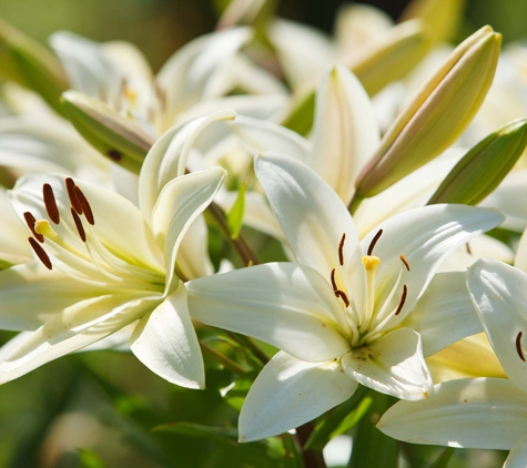 Australian Direct Cremations and Funeral Services - Woy Woy, NSW