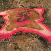 Gallery Image Number 5