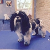 Pabst Pooch Parlor gallery