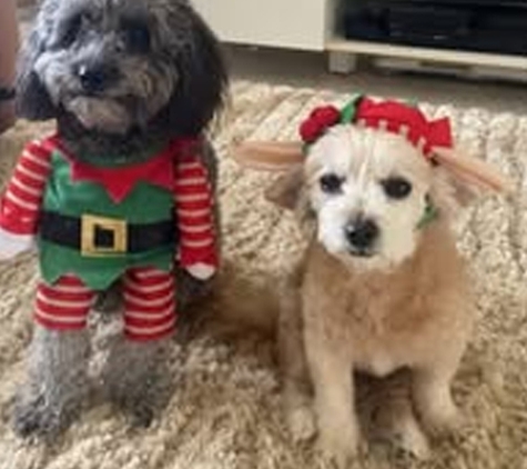 South Paw Dog Grooming - Pialba, QLD