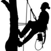 999 Tree Service Louisville KY gallery