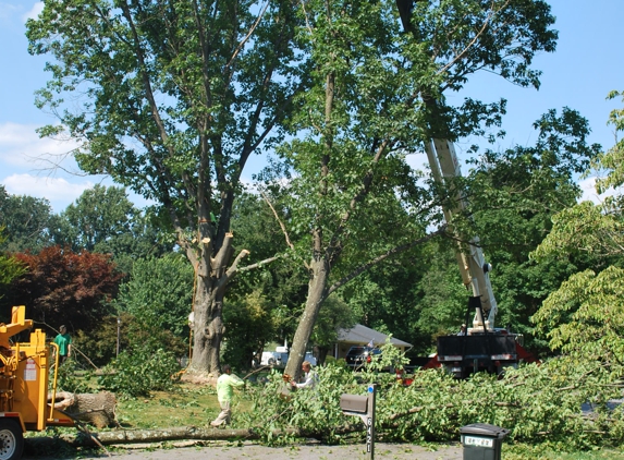 Berra Tree Experts - Burtonsville, MD. 3rd and last