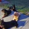 Harmony k9 training gallery