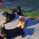 Harmony k9 training - Pet Services