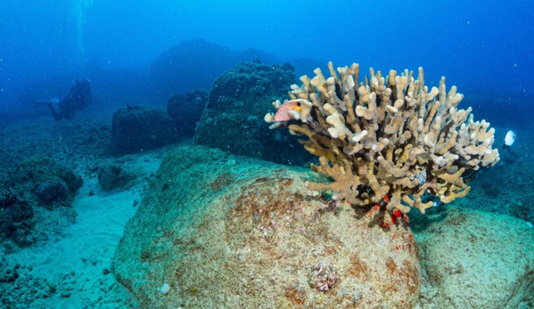 Fathom Five Divers - Koloa, HI