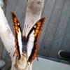 Butterfly Pavilion gallery