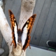 Butterfly Pavilion