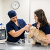 Hospital for Veterinary Surgery - Connecticut gallery